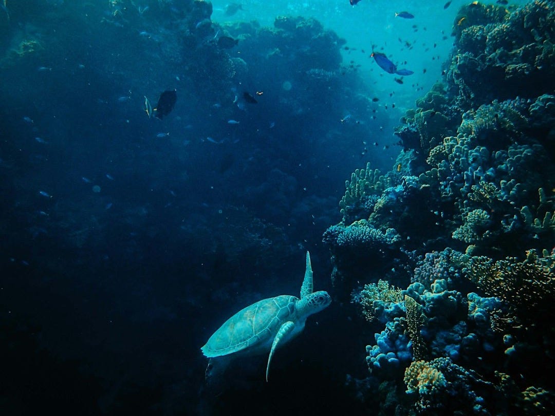 gray turtle gray turtle