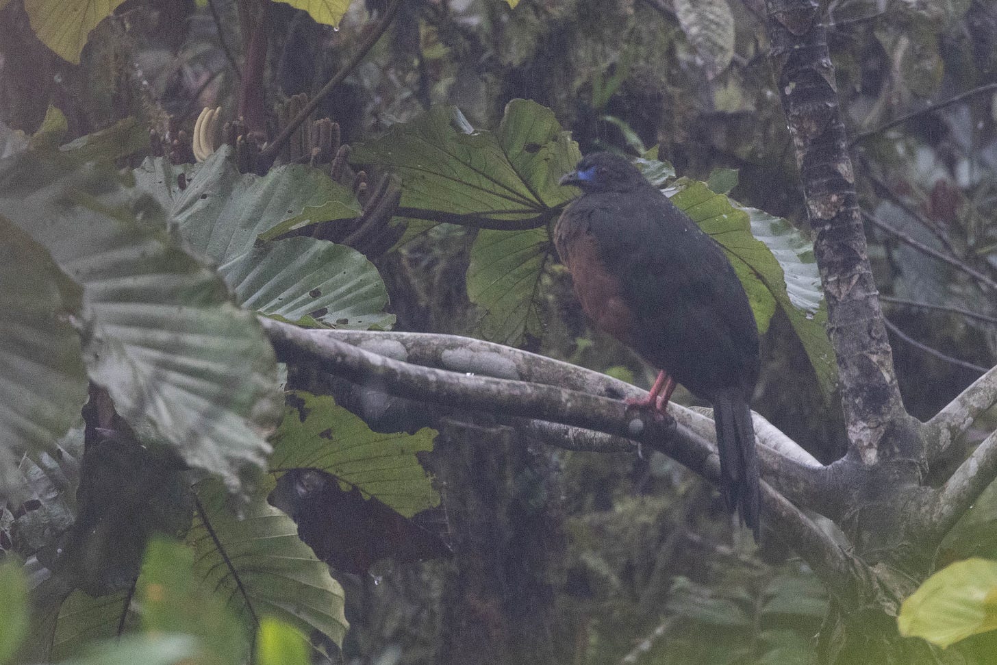 a chickenlike bird perched in a tree with thin limbs, surrounded by green foliage with large, frilly leaves. it has a slate-gray back, brown belly, and pale blue skin around its eyes. it is in the right third of the image facing left. the image has a hazy cast. a chickenlike bird perched in a tree with thin limbs, surrounded by green foliage with large, frilly leaves. it has a slate-gray back, brown belly, and pale blue skin around its eyes. it is in the right third of the image facing left. the image has a hazy cast.