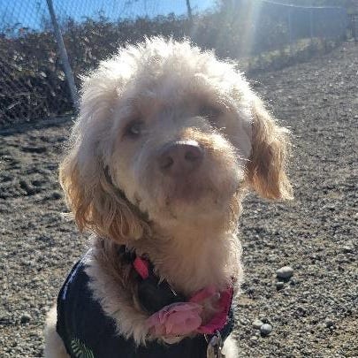 Catherine’s Substack