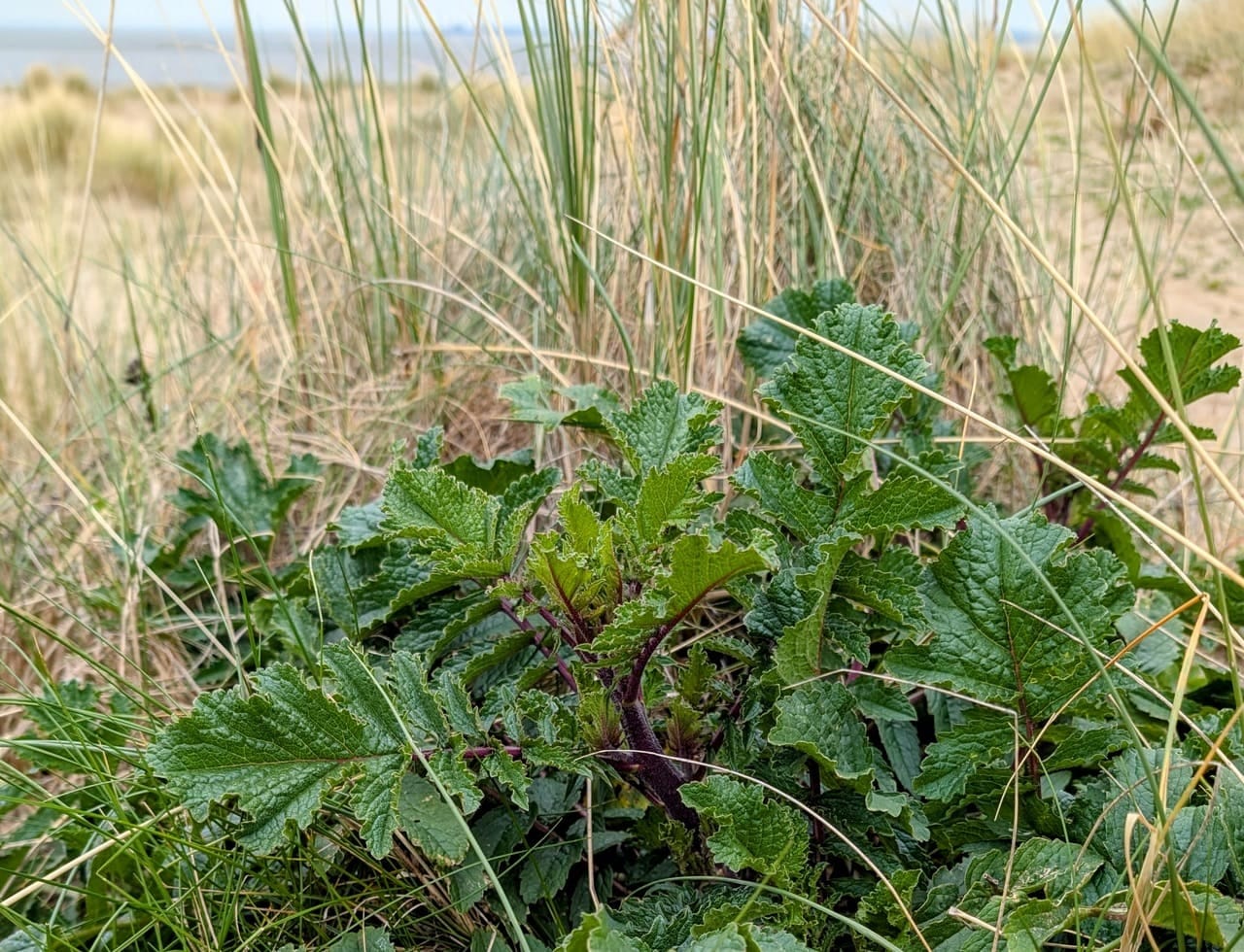 Sea kale Sea kale
