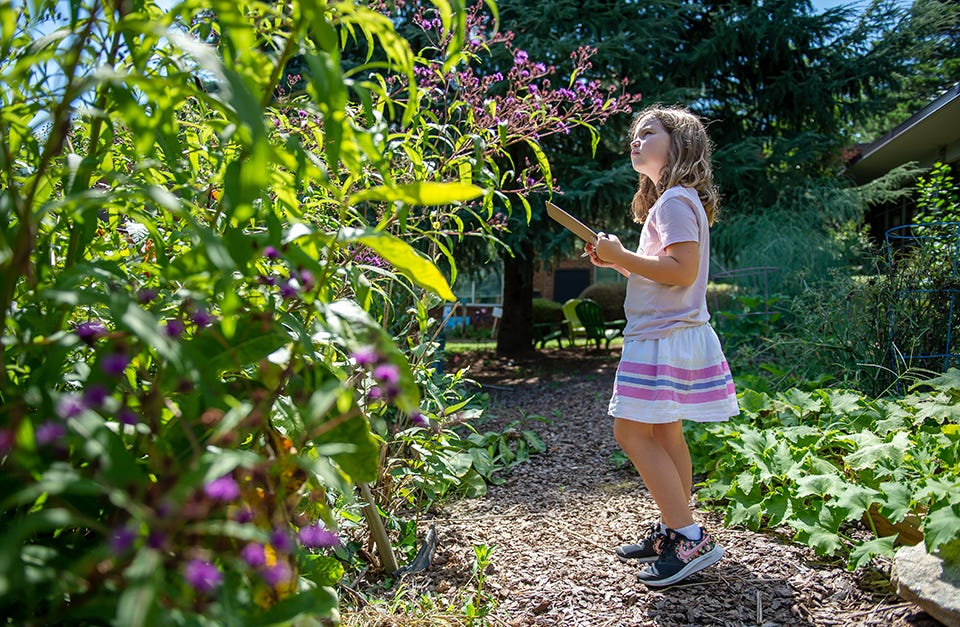 Image of girl counting pollinators. Image of girl counting pollinators.