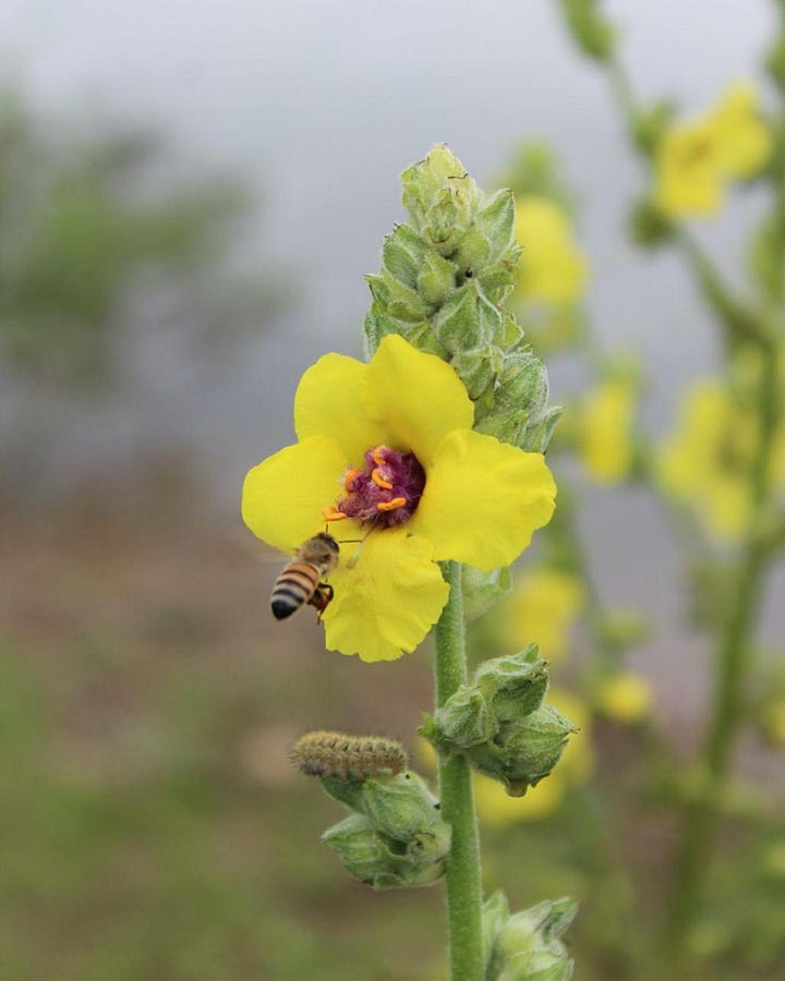Two flowers with bees hovering near them