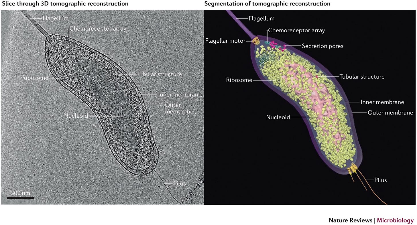 A new view into prokaryotic cell biology from electron cryotomography |  Nature Reviews Microbiology