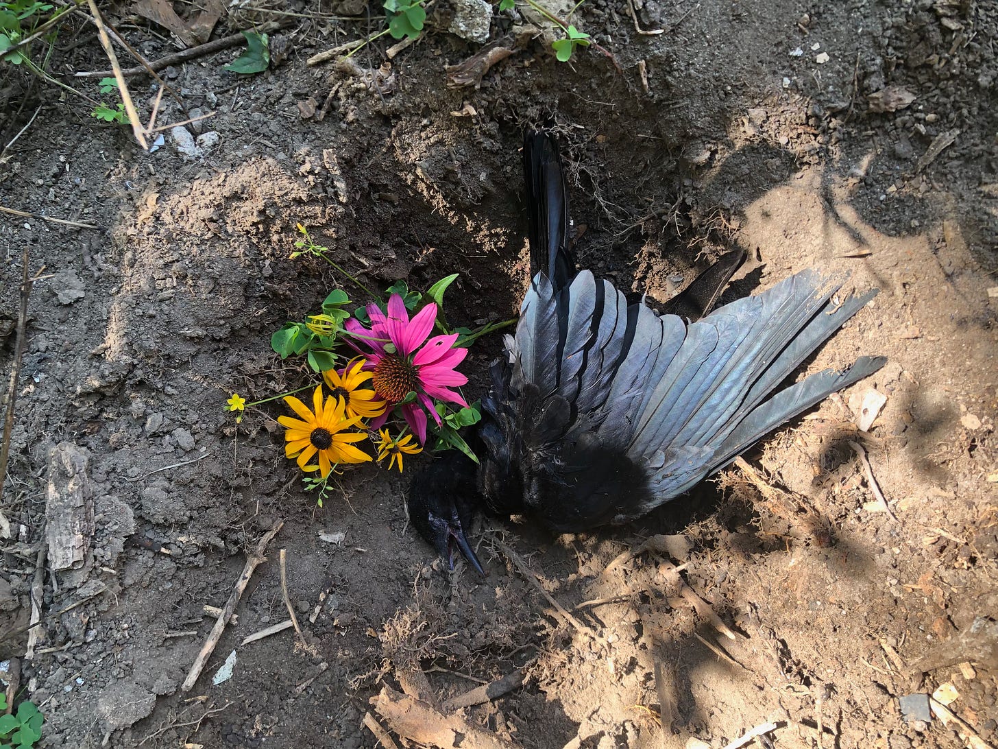 dead crow lies in the dark earth with a few bright flowers