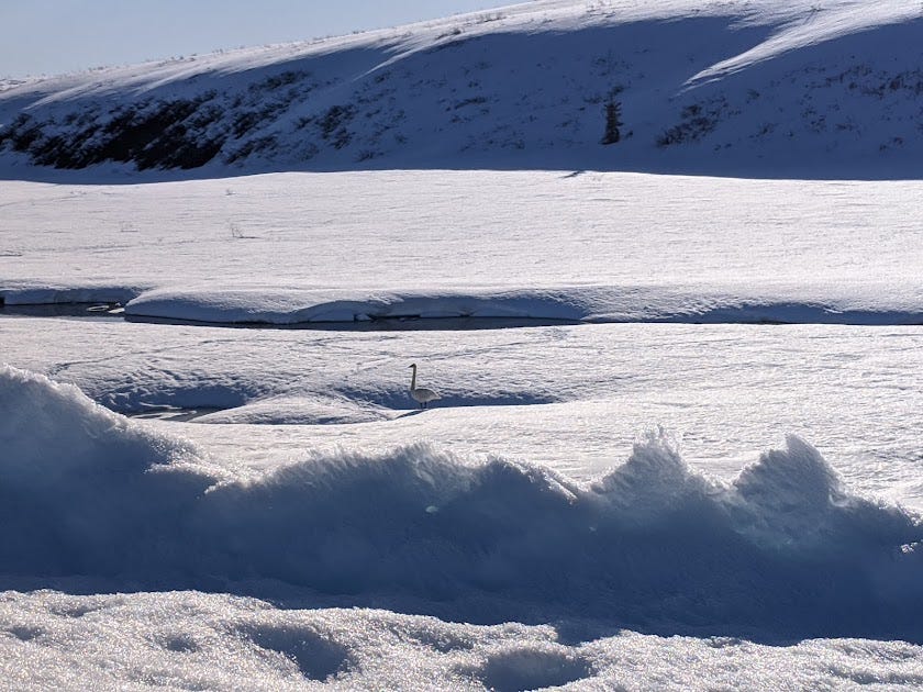 a single swan sits on frozen ice