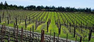 Sacrashe Vineyard Sacrashe Vineyard