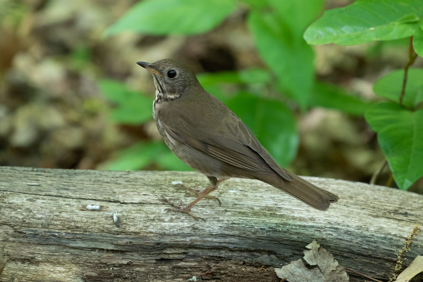 an olive-brown bird stands on a piece of wood, facing left. it has a thin beak and a round belly. it is facing away with its head looking over its shoulder an olive-brown bird stands on a piece of wood, facing left. it has a thin beak and a round belly. it is facing away with its head looking over its shoulder