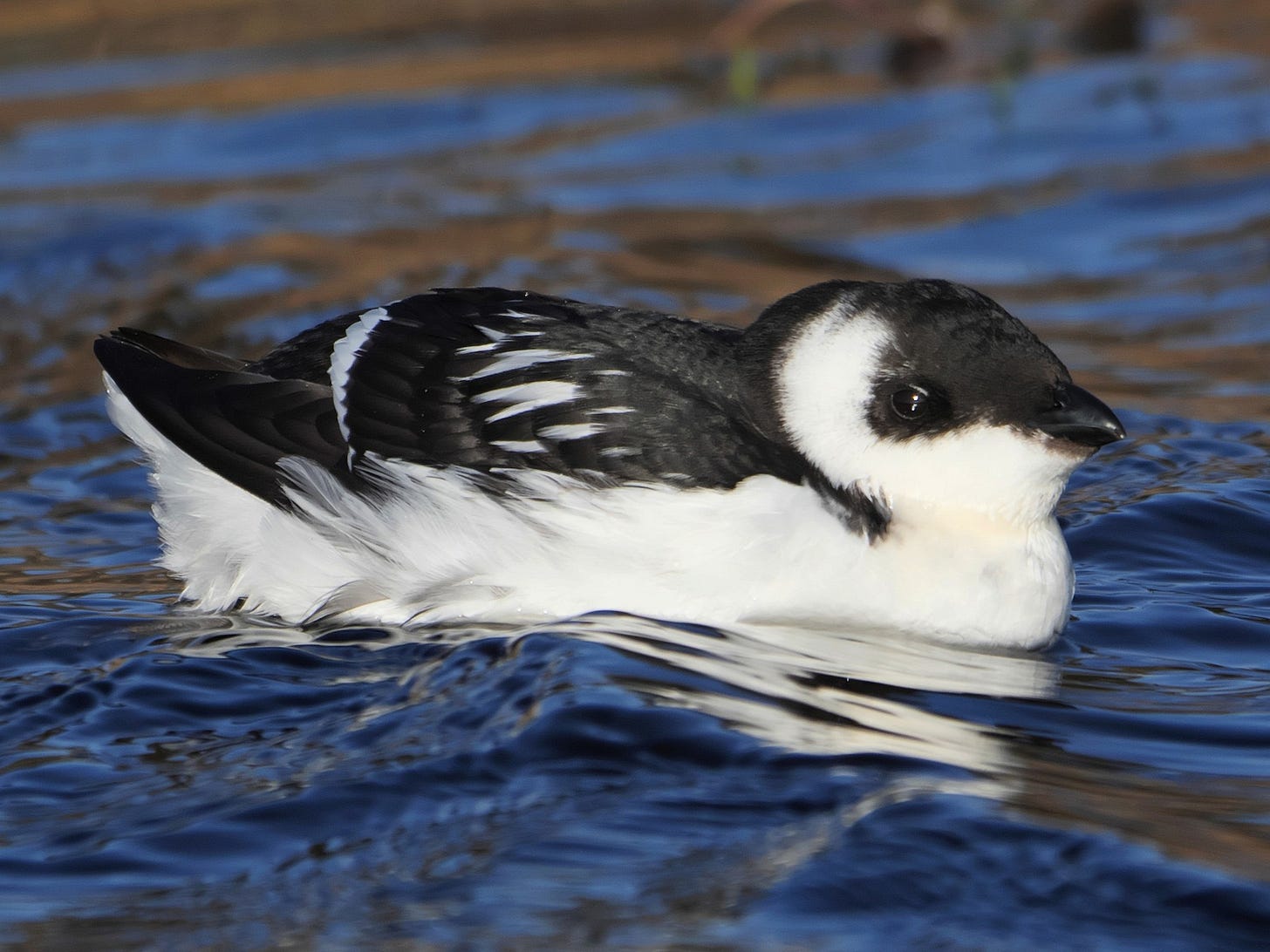 Dovekie - eBird Dovekie - eBird