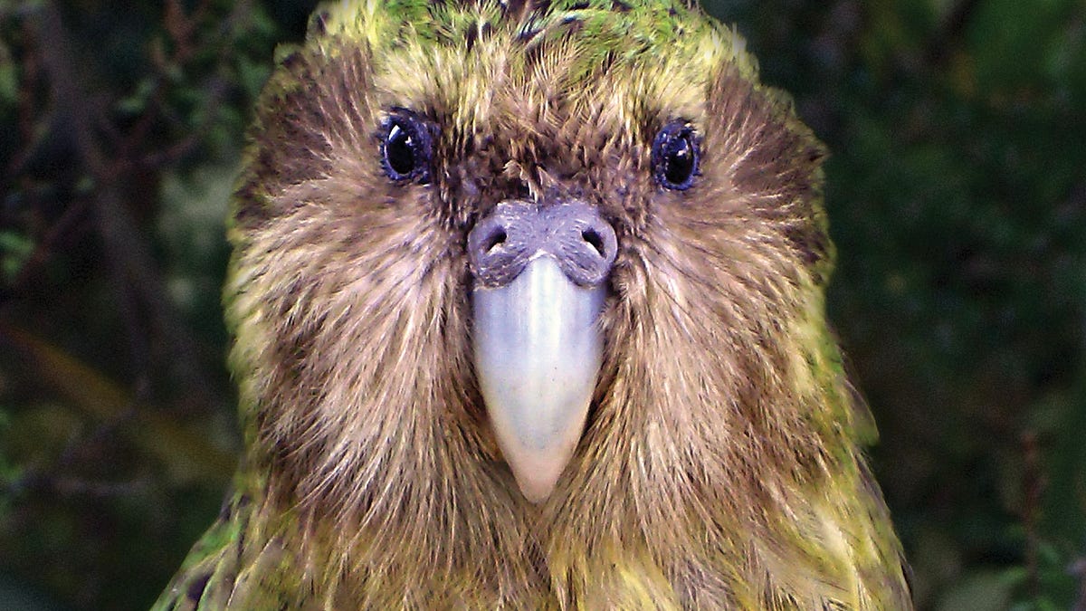 on Kākāpō