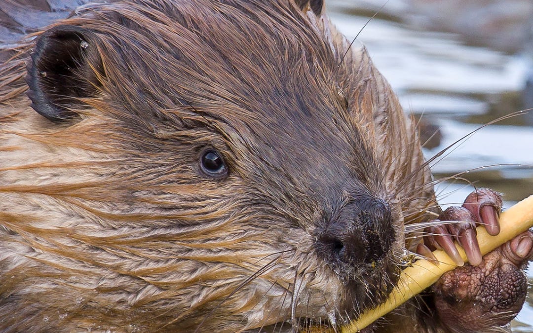 These Beavers Didn’t Choose Rabies. Why Should They Die for It?