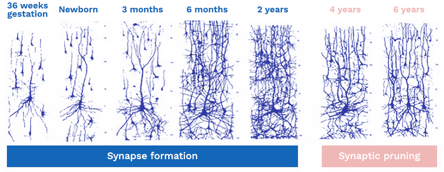 A diagram that shows synapse formation and synaptic pruning over a period of 6 years.