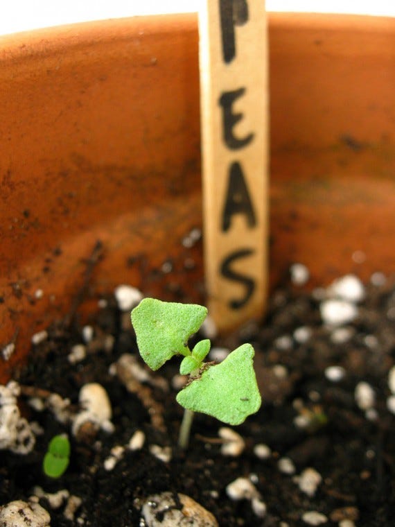 Grow Your Blog Grow Your Blog