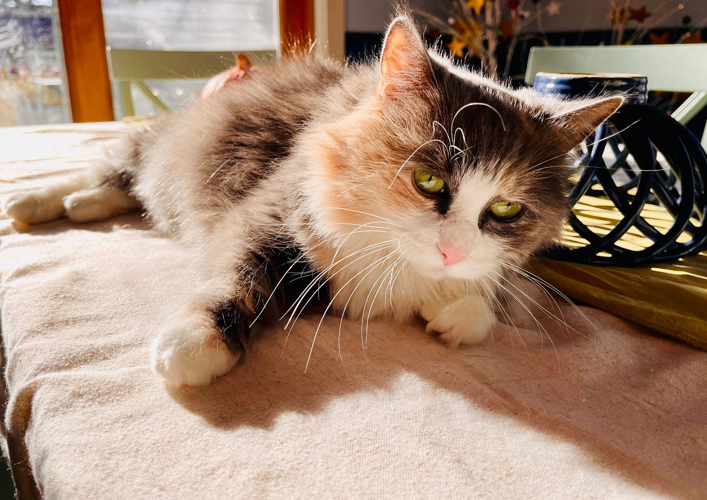 sad looking cat on a table
