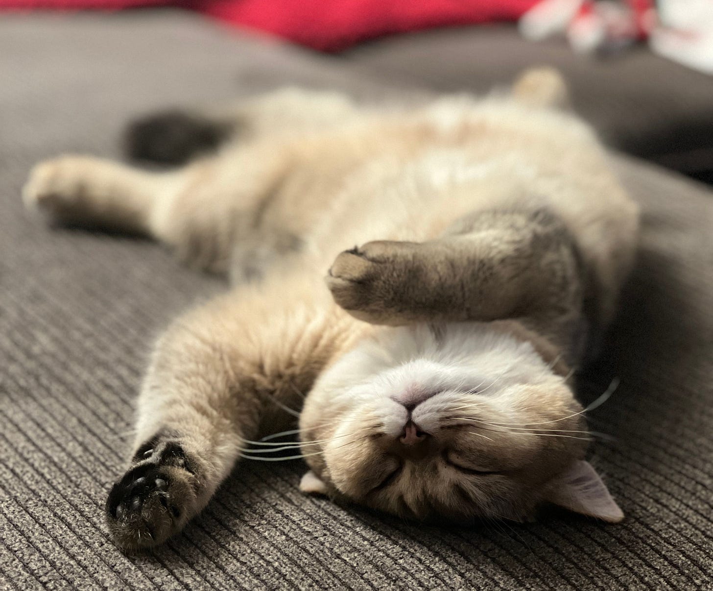 Kevin sleeping on his back on the sofa. Kevin sleeping on his back on the sofa.