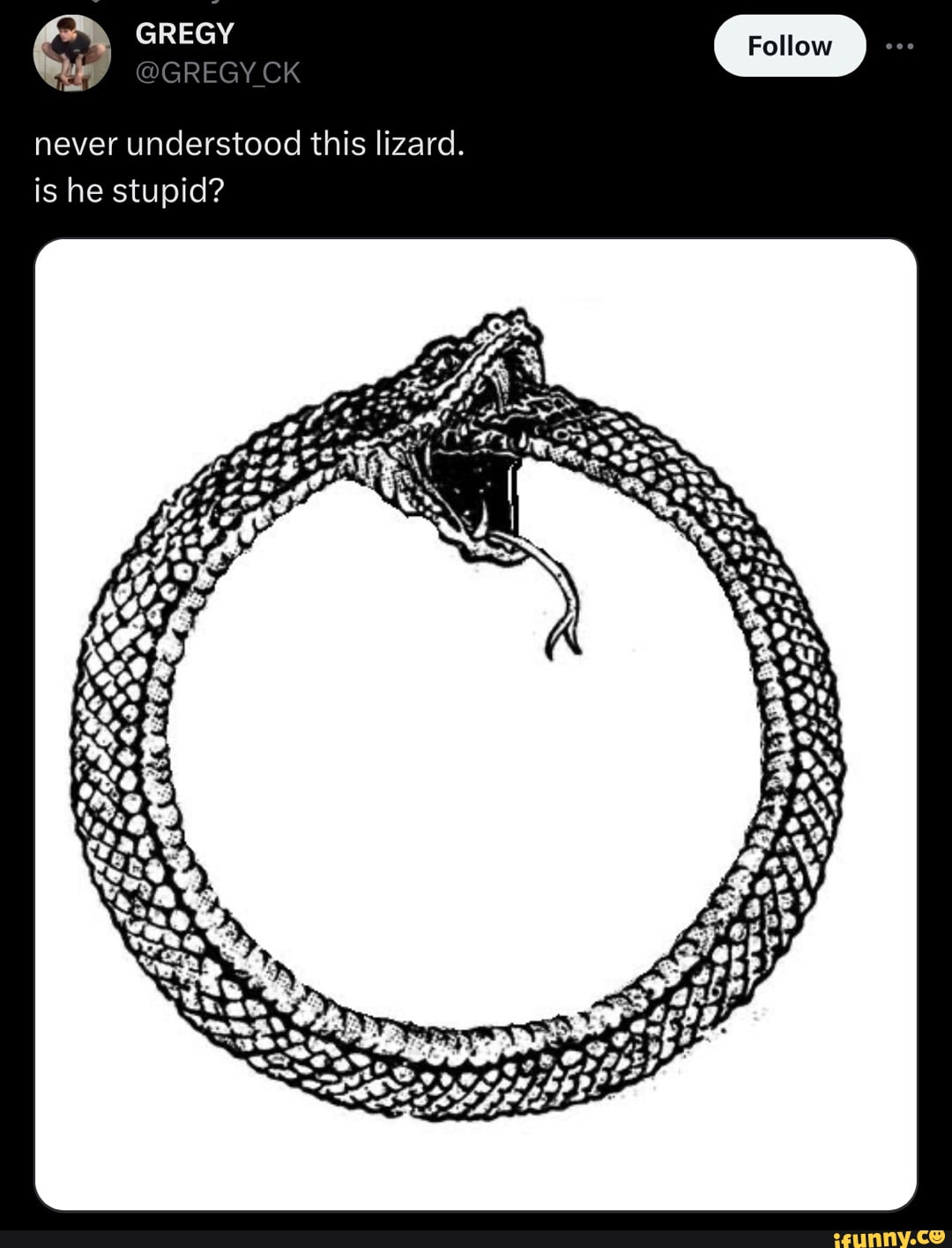 GREGYCK never understood this lizard. is he stupid? Follow - iFunny
