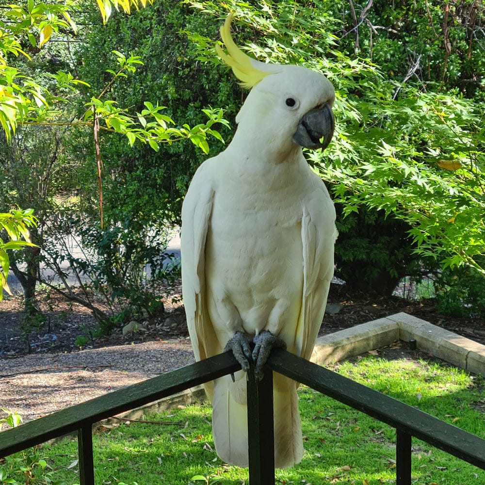A white cockatoo sits perched on a balcony looking intently at the camera A white cockatoo sits perched on a balcony looking intently at the camera