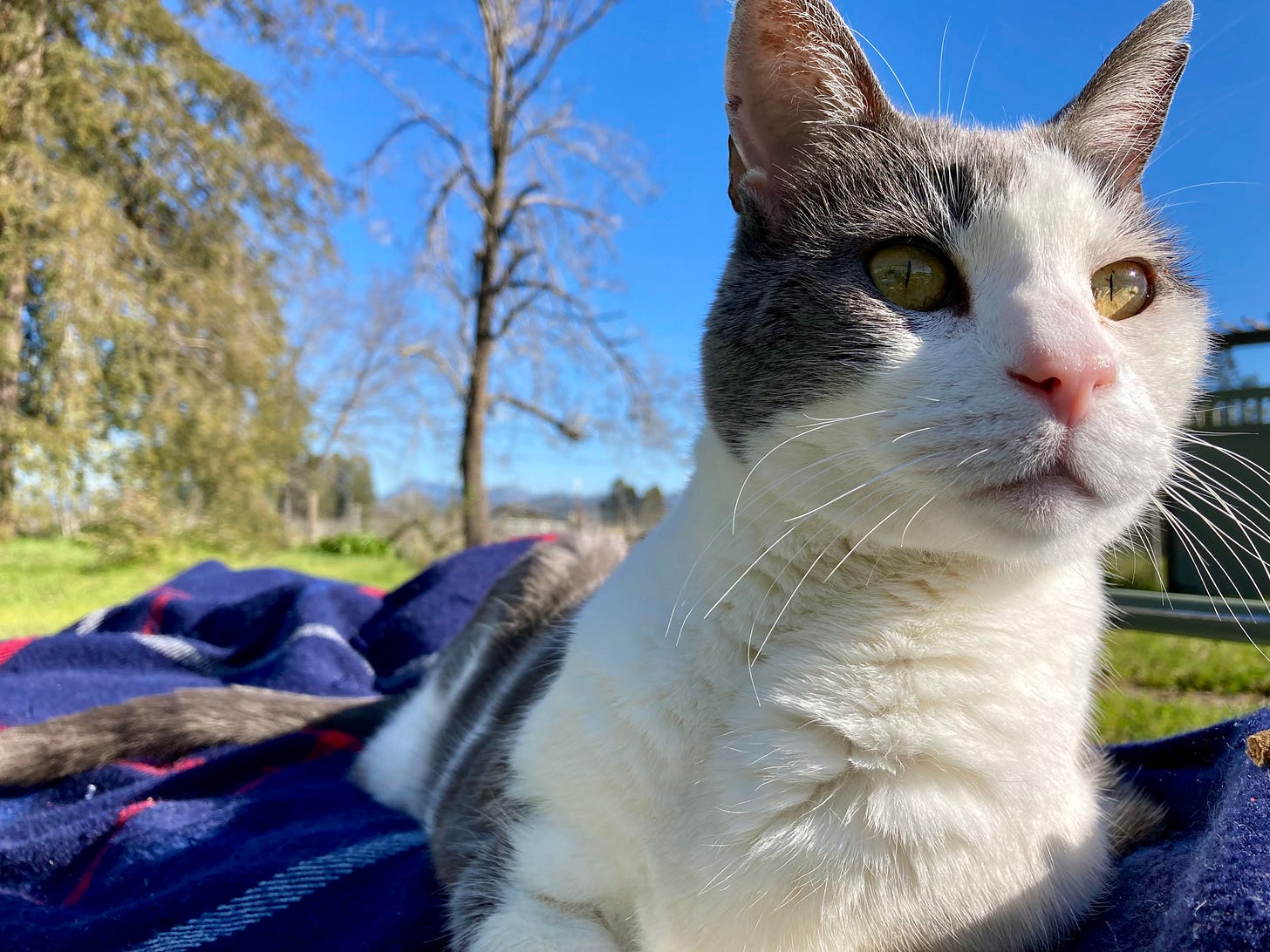 Cat on a blanket against a blue sky