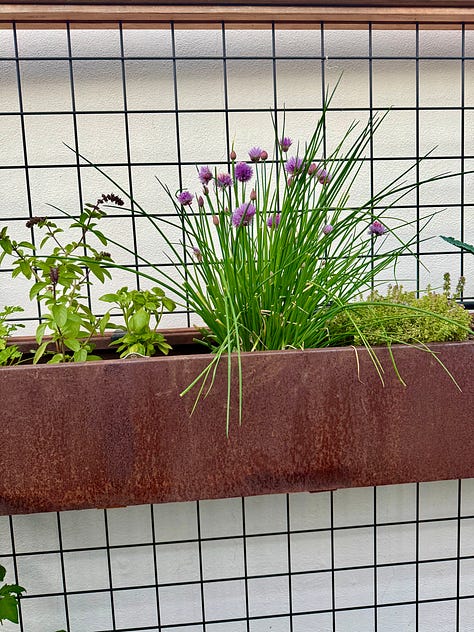 photo of garden chives and chive blossoms and homemade chive blossom and herb butter