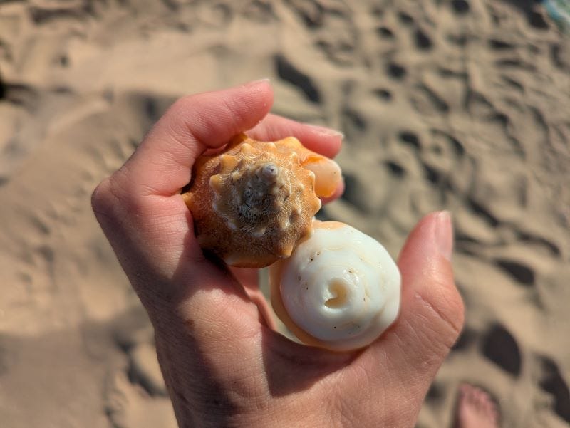 the tops of a young conch and an older one