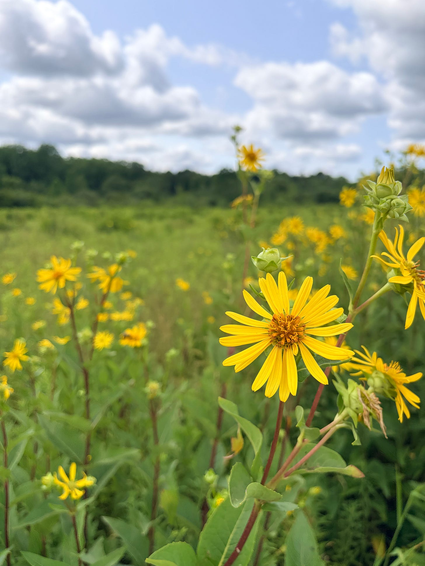God's Waiting Room: a summer field of yellow flowers God's Waiting Room: a summer field of yellow flowers