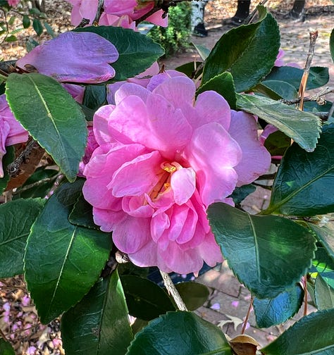 flowers from the birmingham botanical gardens