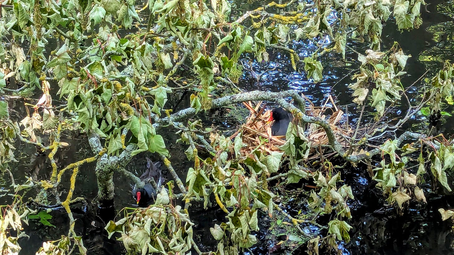 Two moorhens and their nest Two moorhens and their nest