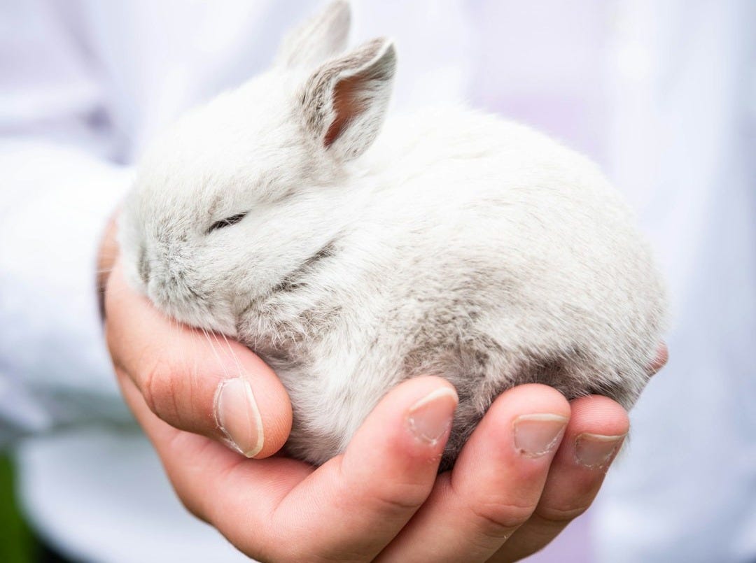 person holding white rabbit during daytime
