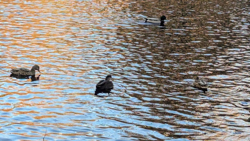 Three mallard ducks swimming