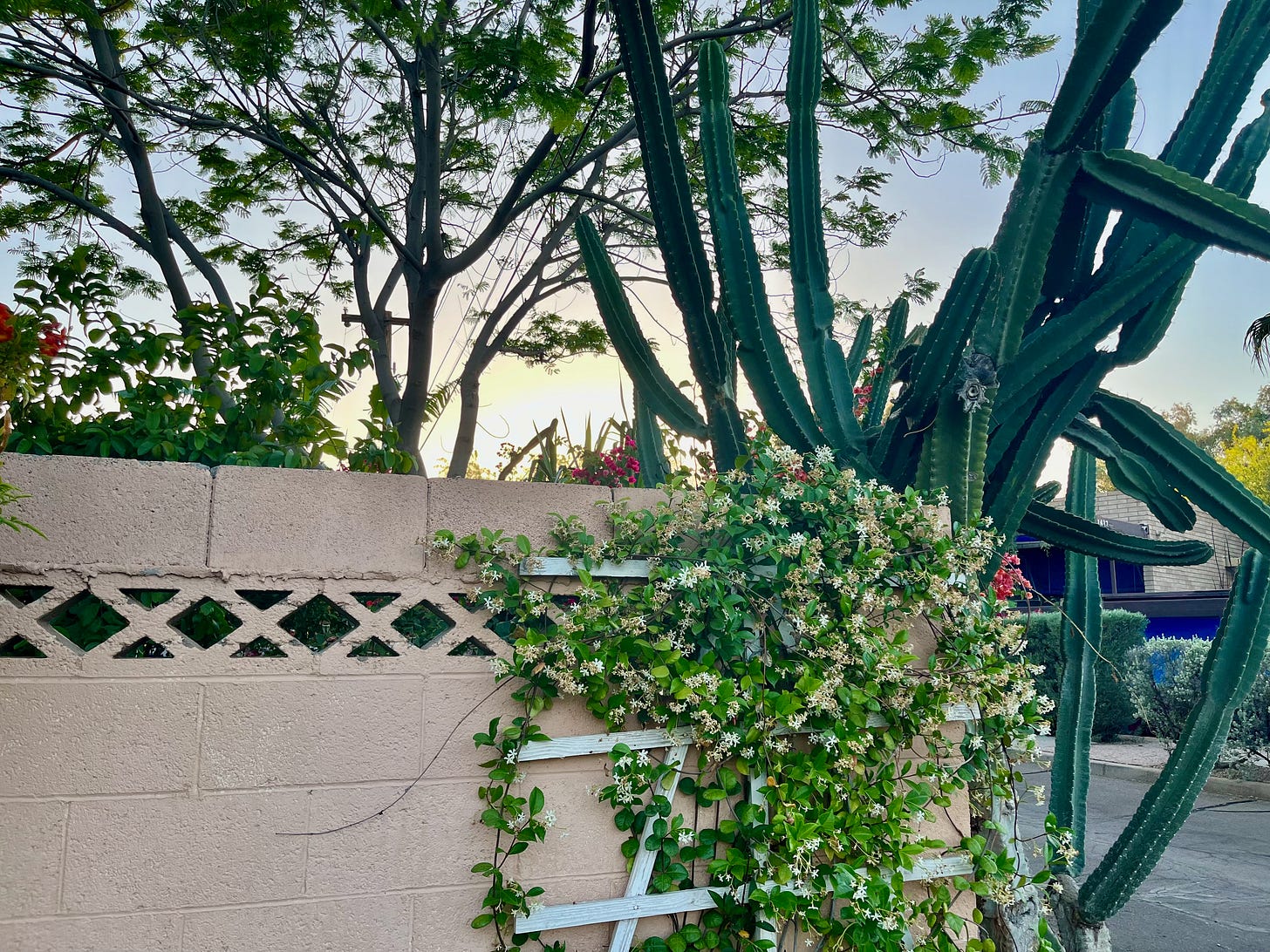 a concrete block wall with honeysuckle and cactus growing around it at sunset