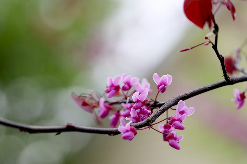 Redbud branch, Sixburnersue