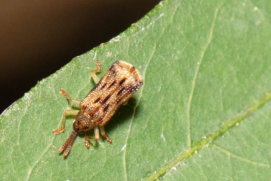 A beetle with a nearly rectangular shape and wings and head that are golden brown streaked with dark brown and dotted with small bumps that resemble beads