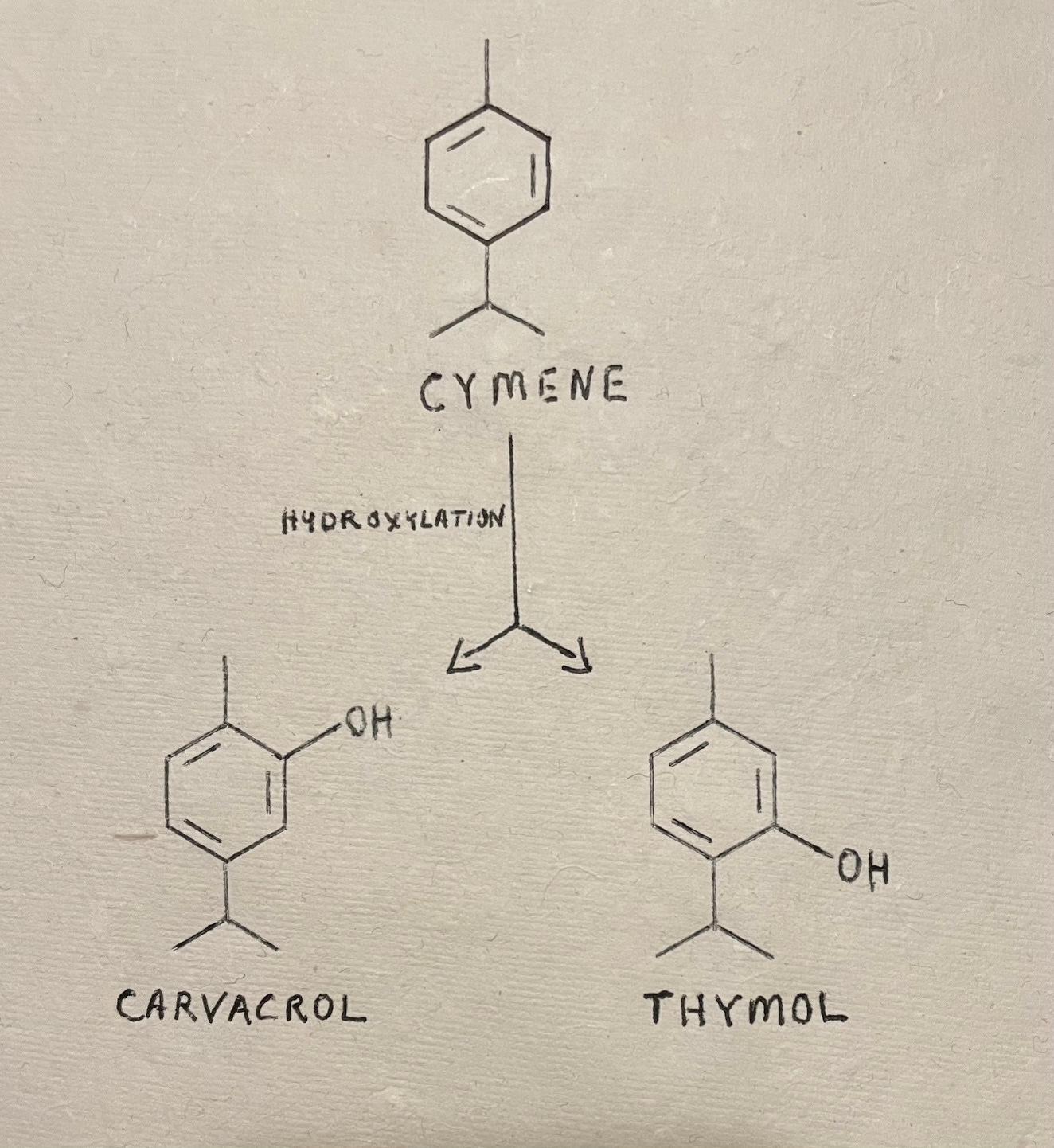 Bioactive monoterpenoid compounds common to thyme, ajwain and numerous other plants. 