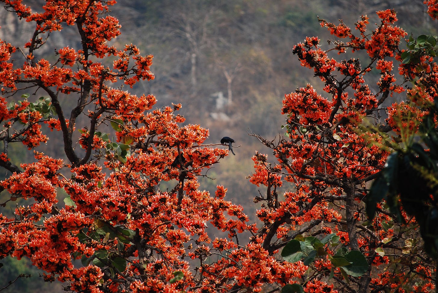A cuckoo cleans its beak on a Palash tree full of orange flowers. A cuckoo cleans its beak on a Palash tree full of orange flowers.
