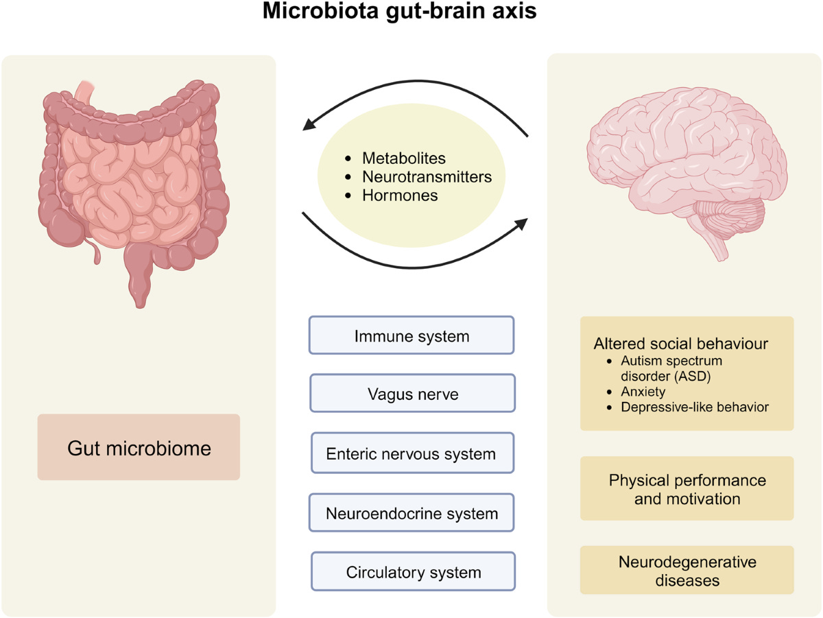 Microbiota–gut–brain axis and its therapeutic applications in  neurodegenerative diseases | Signal Transduction and Targeted Therapy