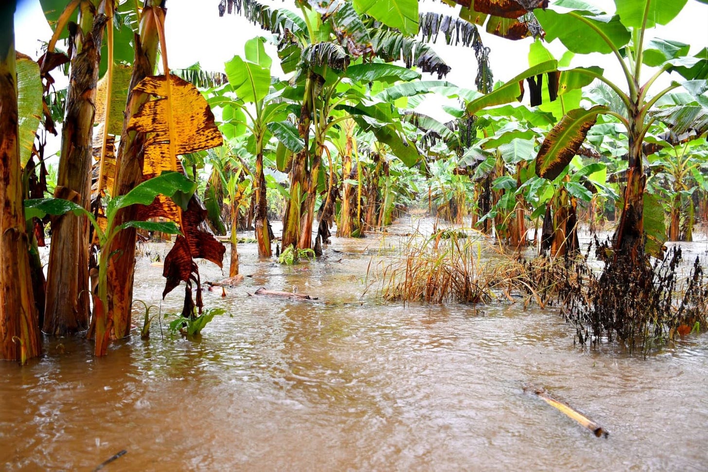 Inundaciones por desborde de ríos en Madre de Dios dejan 2,000 afectados |  Noticias | Agencia Peruana de Noticias Andina