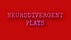Neurodivergent Plays