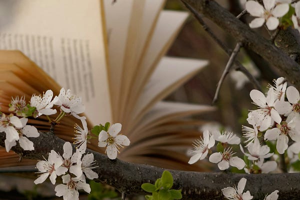 Recommended Work | Whims of the Wilderness | Amelia Riley | Substack