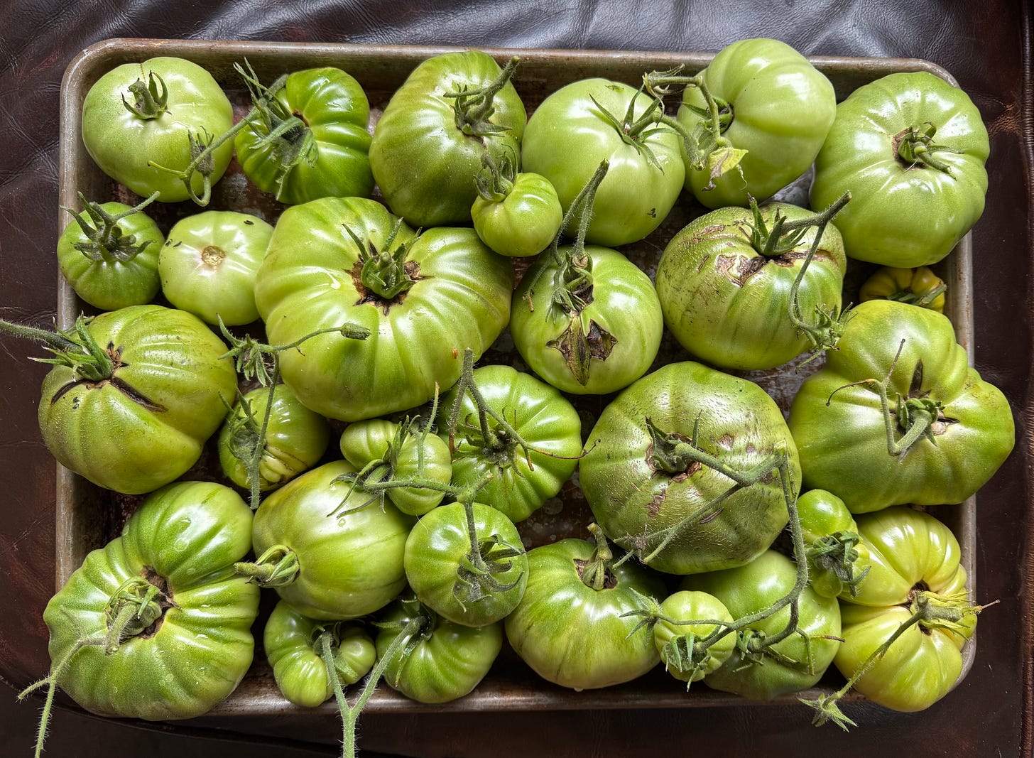 A baking tray full of green tomatoes, picked fresh from the garden A baking tray full of green tomatoes, picked fresh from the garden