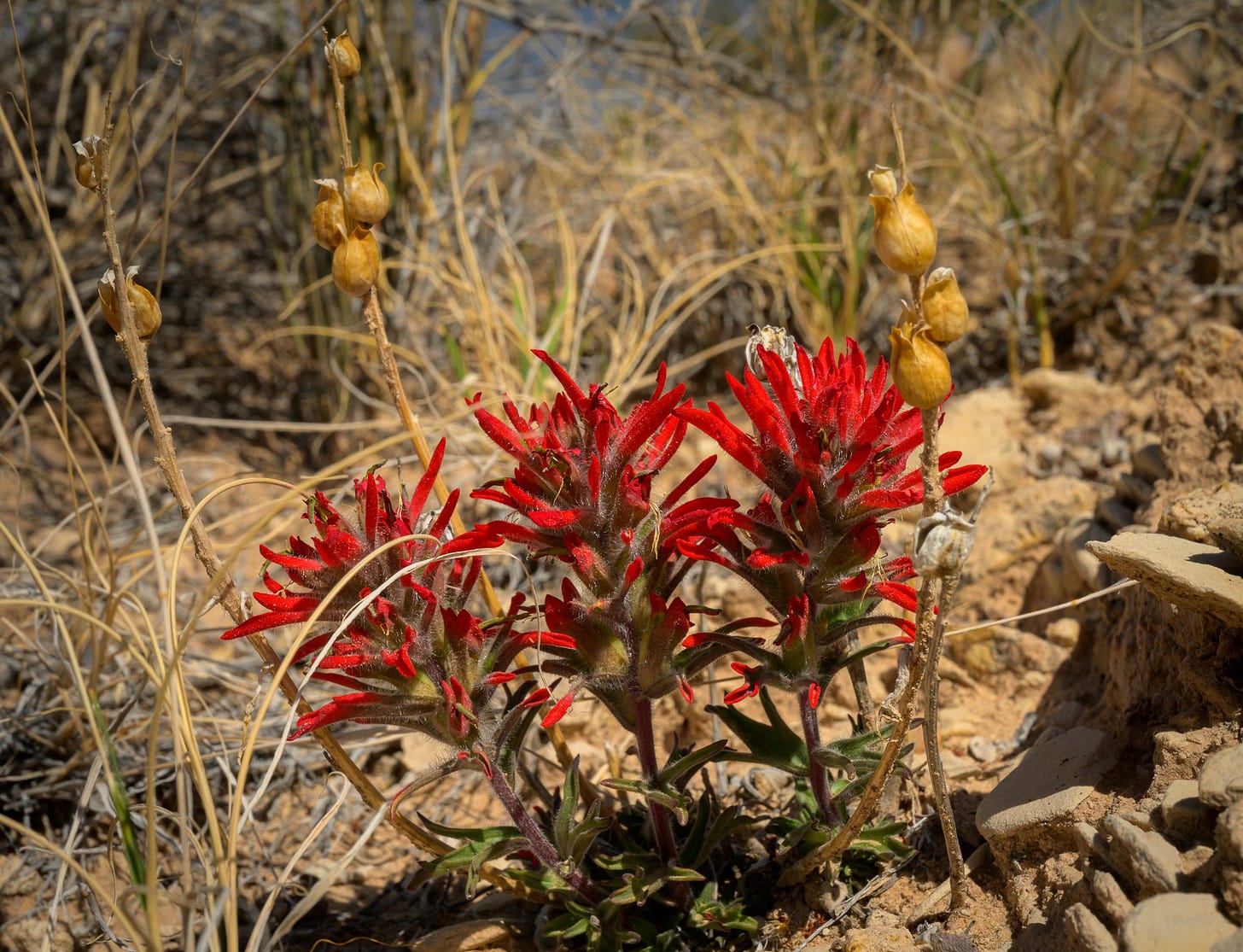 Red colored Indian Paintbrush flower among brown dead grass from the previous summer