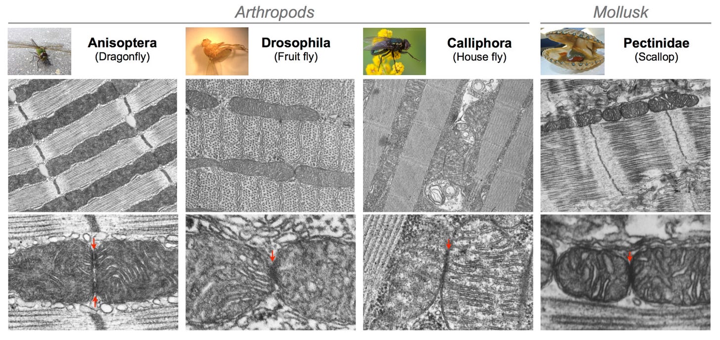 Image showing the presence of mitochondrial junctions is evolutionarily conserved across different species of arthropods as well as a mollusk. 