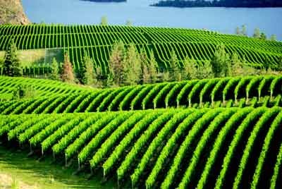 1 Kings 21 – “Naboth's Vineyard”  | Dr. Marcus Peter