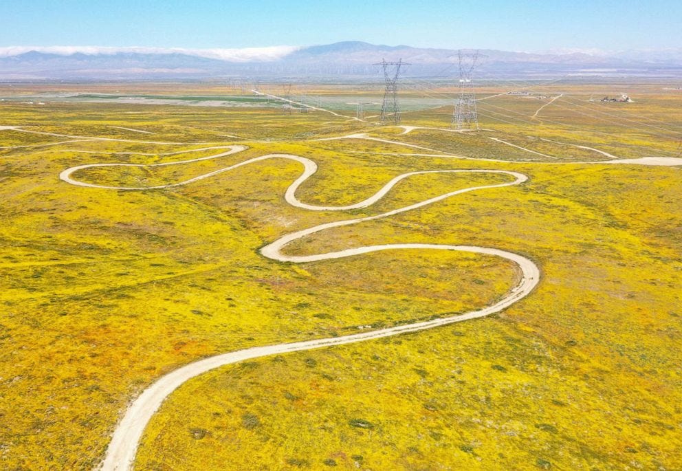 PHOTO: An aerial view of a field of poppies and other wildflowers near the Antelope Valley California Poppy Reserve in Lancaster, California, April 13, 2023.