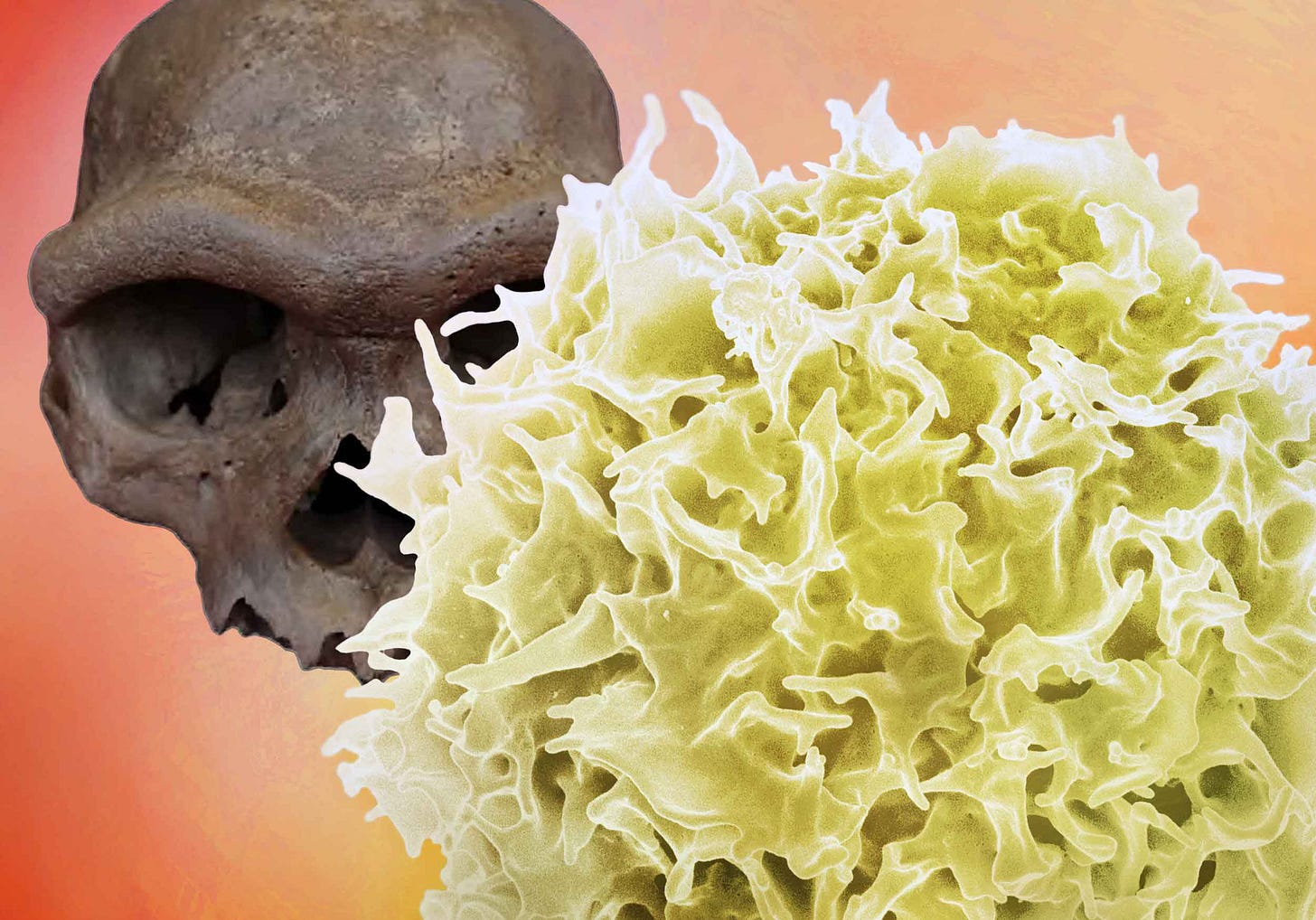 Collage including image of the Harbin skull and a micrograph of a T lympocyte Collage including image of the Harbin skull and a micrograph of a T lympocyte
