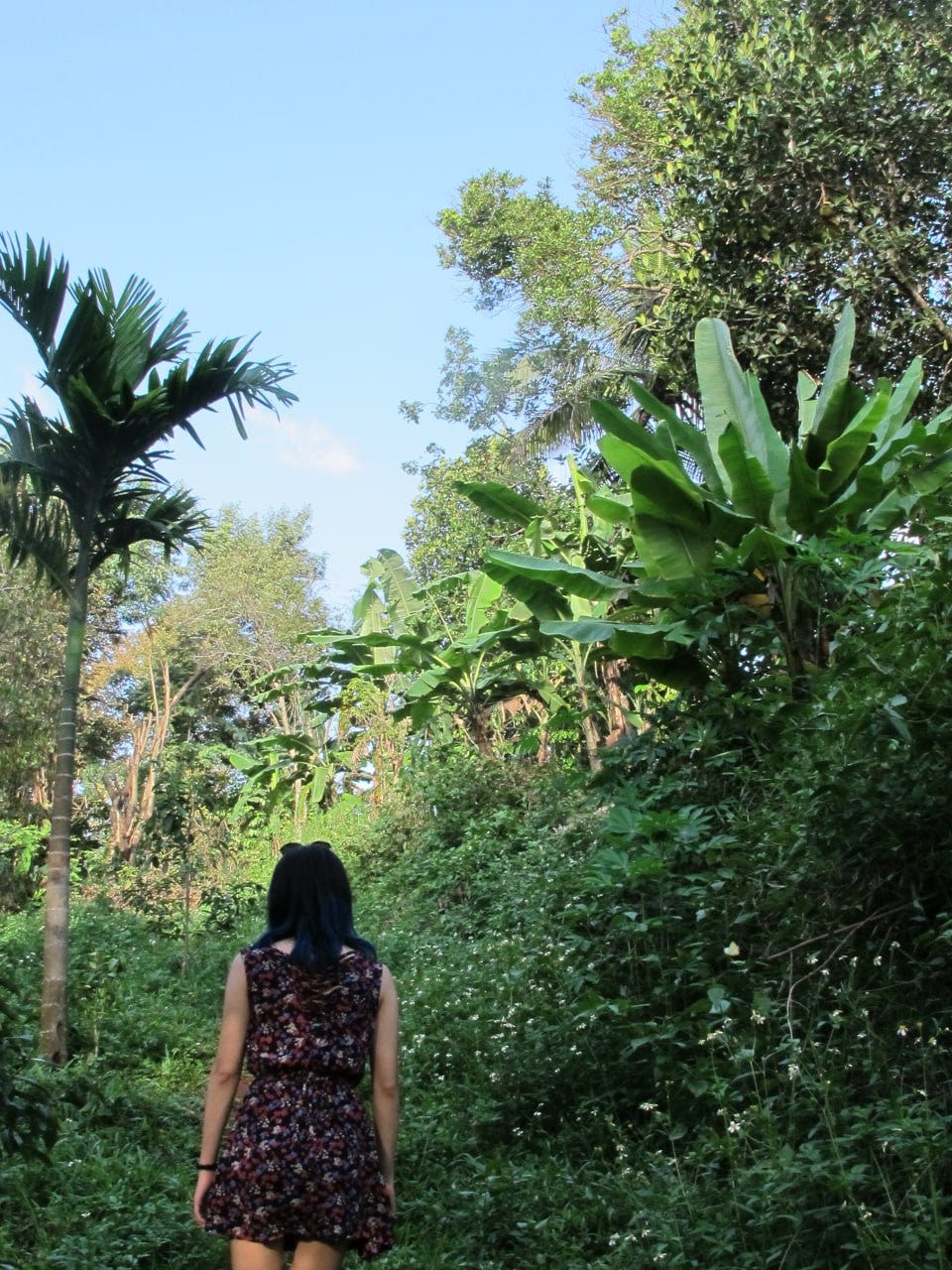 Me facing away from the camera looking at a dense greenery with palm trees and banana trees.