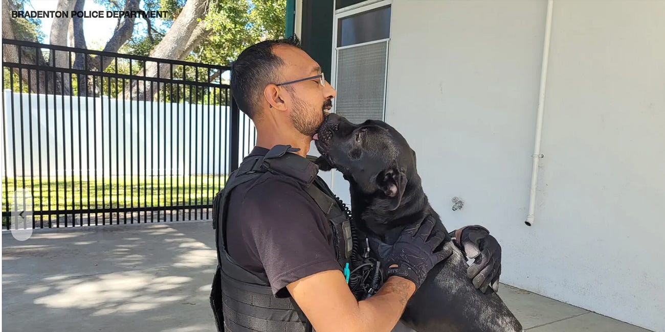 Bradenton Police Share Positive Update on Rescued Dogs from Aggravated Animal Abuse Case