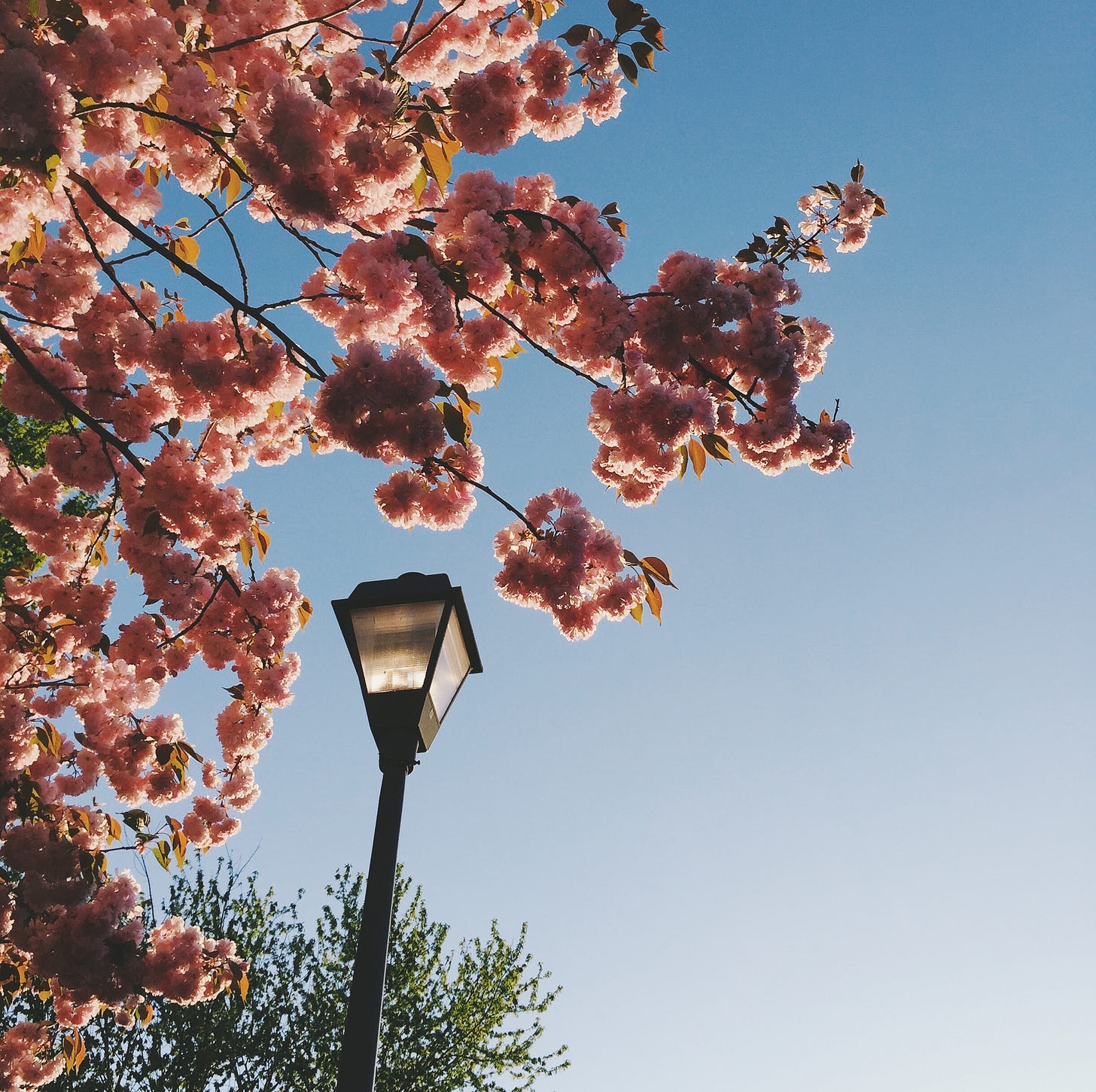 Close up of a street light surrounded by pink flowers on a tree.