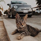 Peter Gustavsson: Varje gång du säger "reduktionsplikt" dör en kattunge