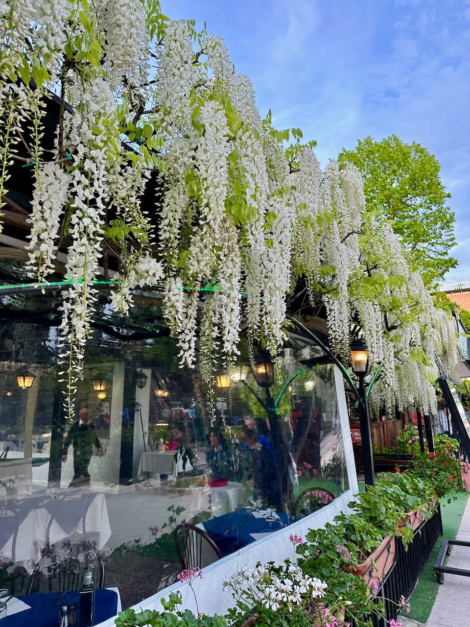 Gillian Knows Best guide to Wisteria in Venice