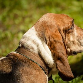 Dogs of the Dow