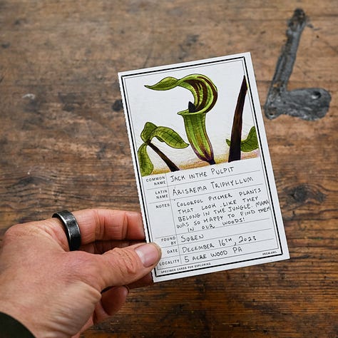 Native Spring Ephemeral Pennsylvania